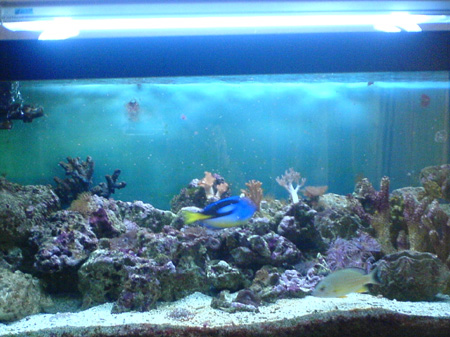 l'aquariophilie  Aqua10