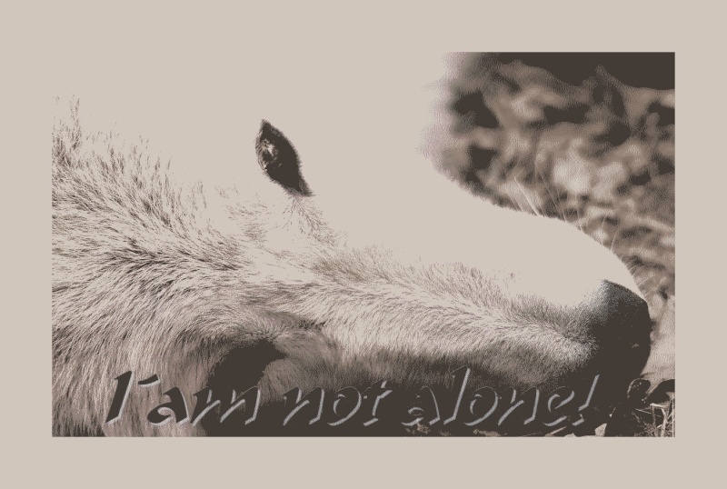 Obis Wolf Avas Ava_wo10