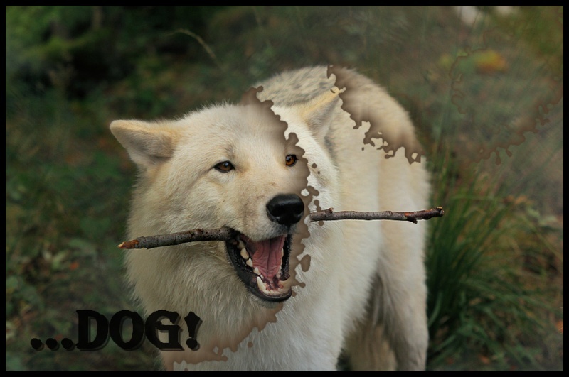 Obis Wolf Avas Wolf_a10