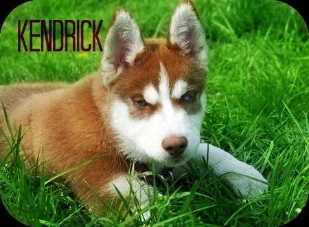 Kendrick the Good-Looking Pup Kendri10