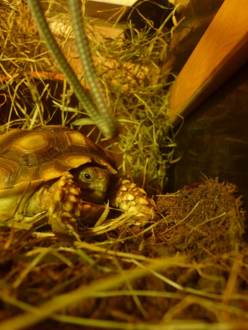 Arrivée de ma sulcata  P1070016