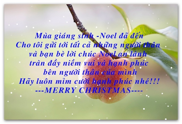 Ứng Dụng Hay Cho Noel Ashamp22