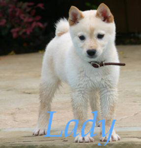Lady ~ Hundin von Laylah Laylah12