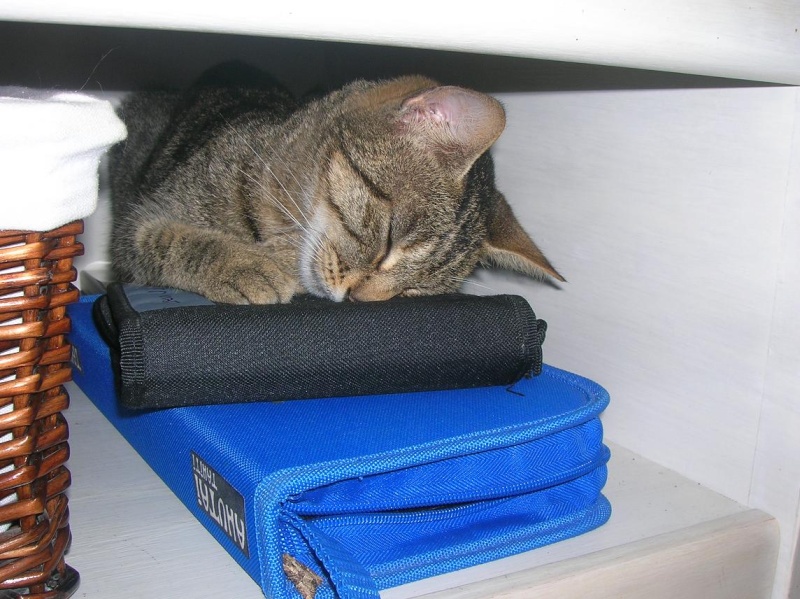 Au royaume des chats Tikie10
