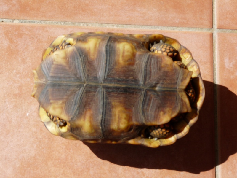 Identification de la tortue de Pipo P1070211