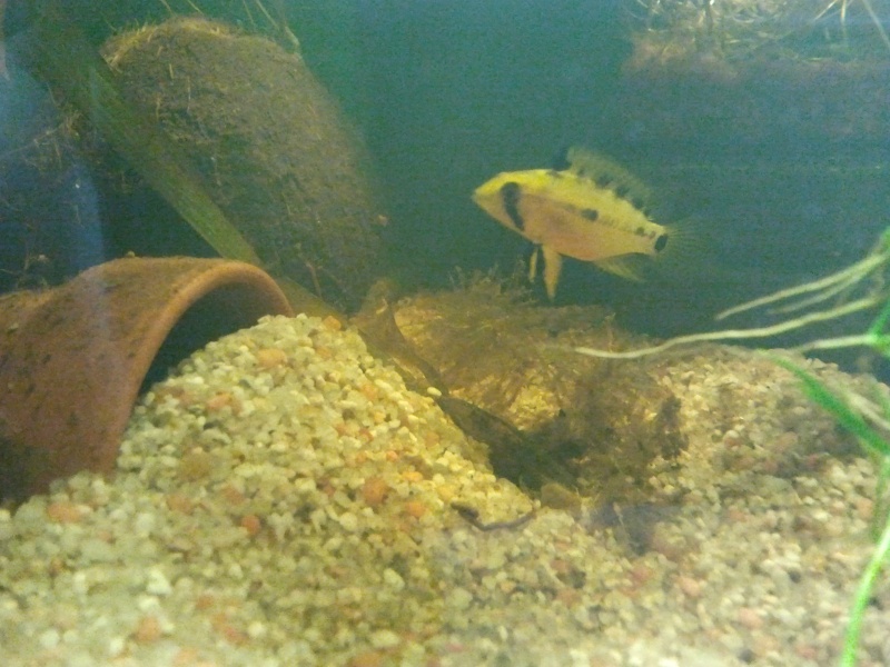 Apistogramma hongsloi 2013-015