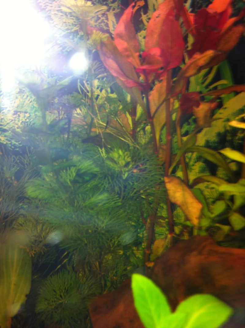 Mon aquarium - Page 2 Img_0417