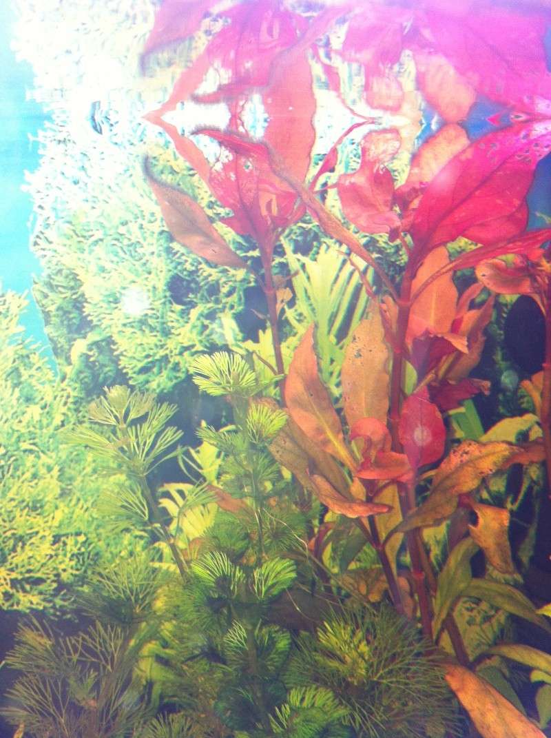 Mon aquarium - Page 2 Img_0420