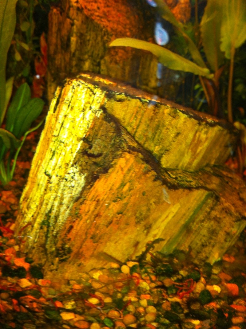 Mon aquarium - Page 2 Img_0421