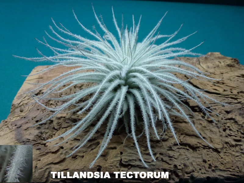 Tillandsia Tector10