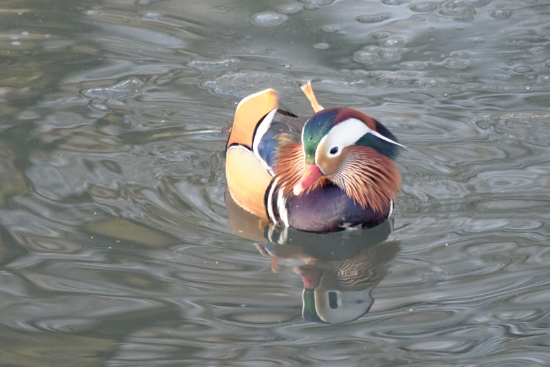 Canard mandarin au Parc Josaphat Dsc_3710