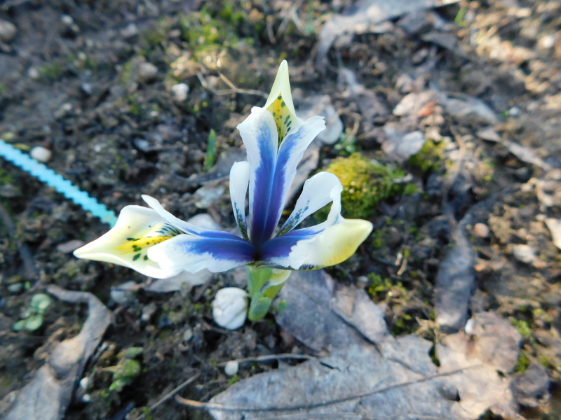 Erste Frühlingsboten im Garten und in Wald und Flur, Teil 2 - Seite 5 Iris-214