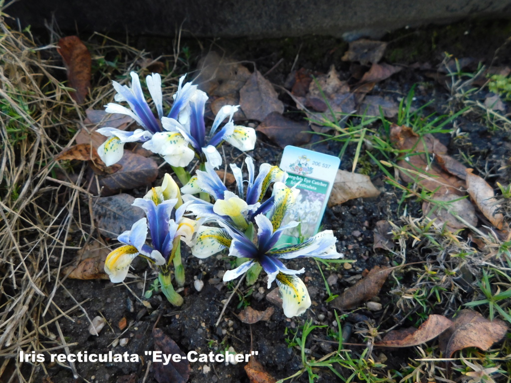 Erste Frühlingsboten im Garten und in Wald und Flur - Seite 80 Wiese-10