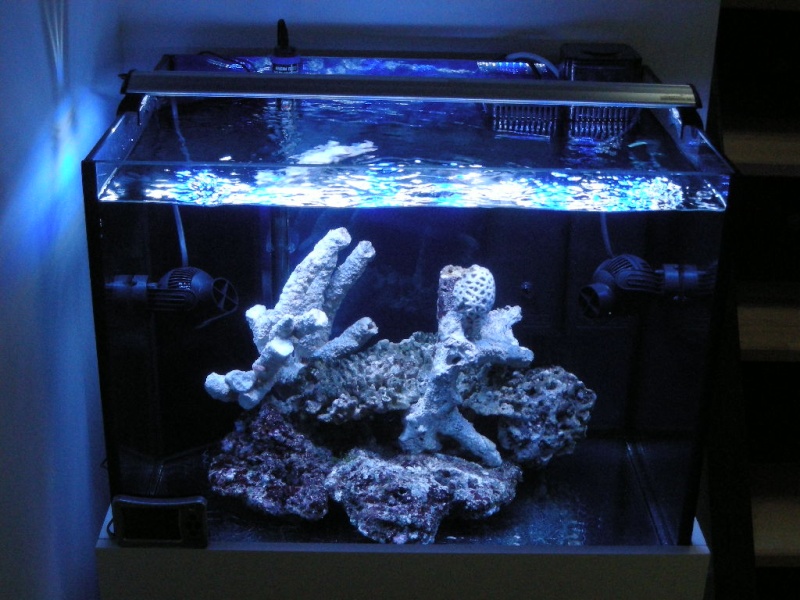 Aquarium 100 L de "samix" Dscn3617