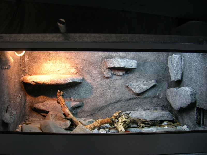 Some of my snakes and terrarium Fotos_18