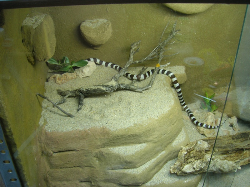 Some of my snakes and terrarium Fotos_20