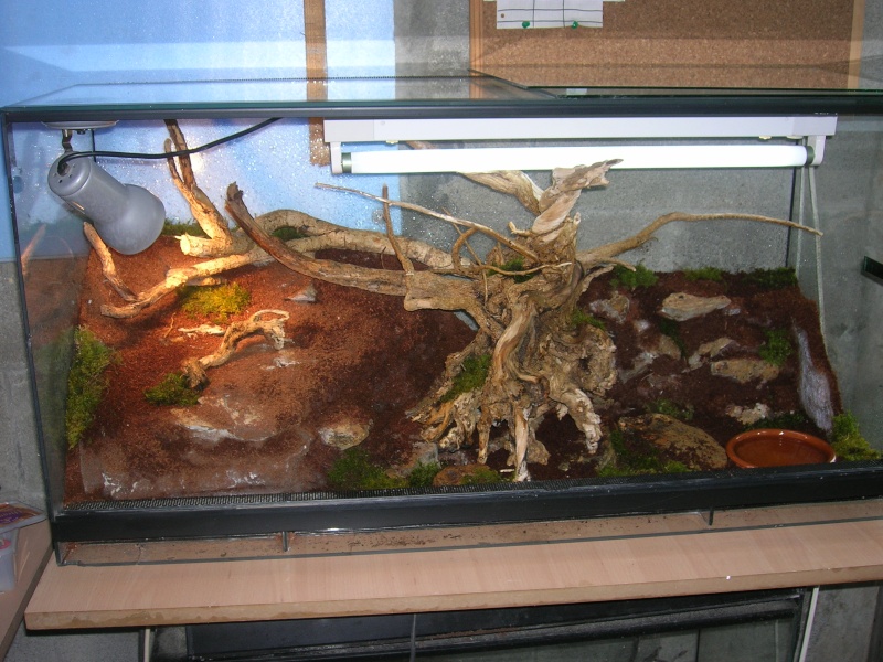 Some of my snakes and terrarium Fotos_22