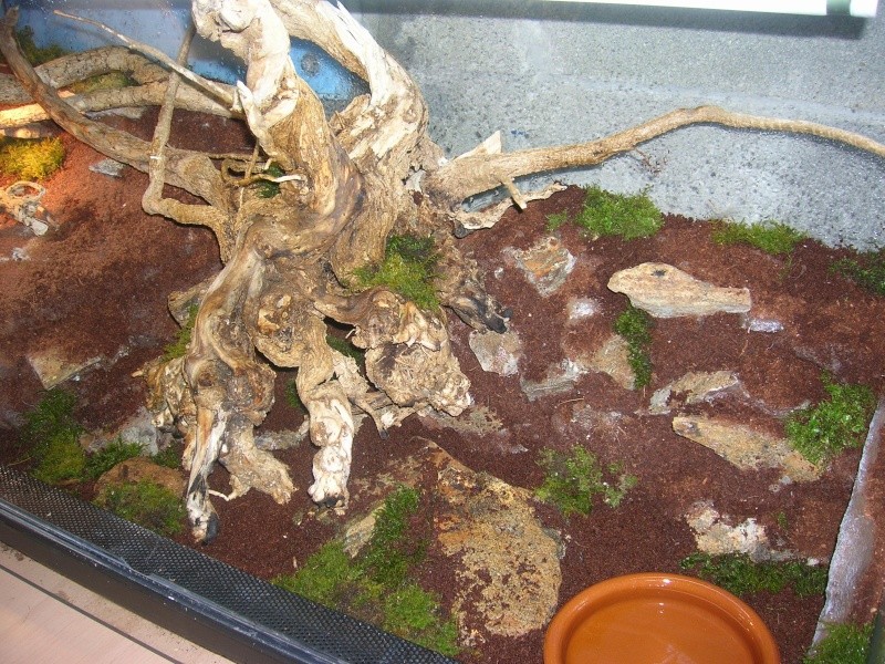 Some of my snakes and terrarium Fotos_23