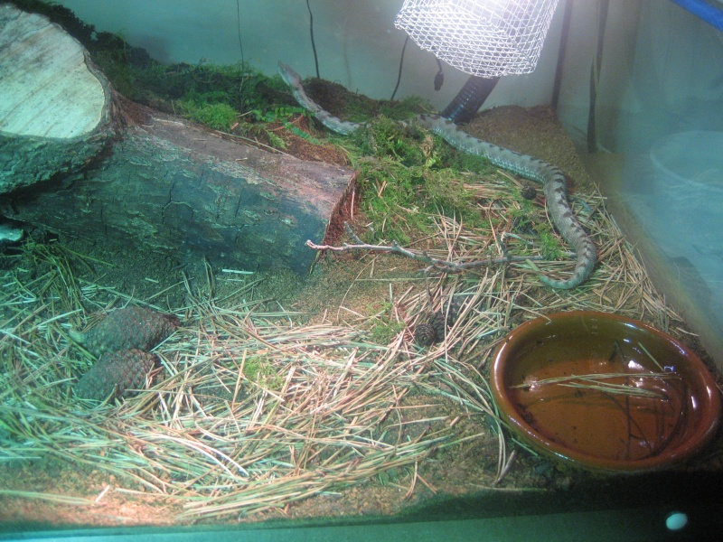 Some of my snakes and terrarium Img_1511