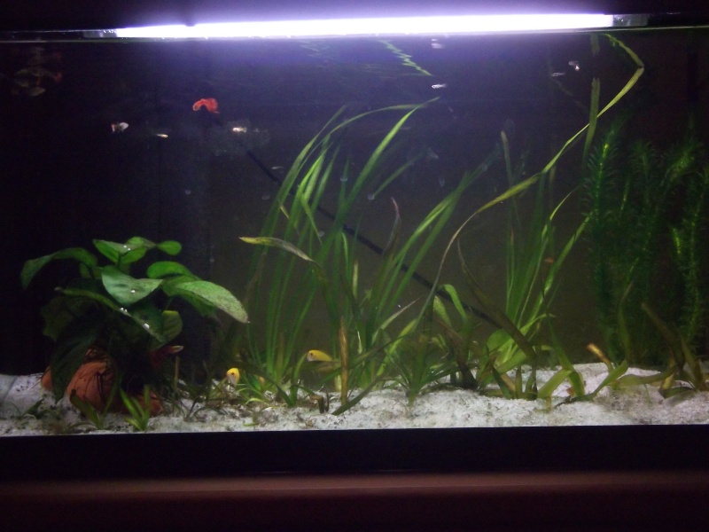 L'aquarium (54 litres) de Romrom Aquari15