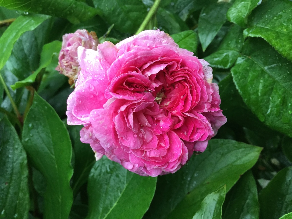 Unique Rose C66d6310