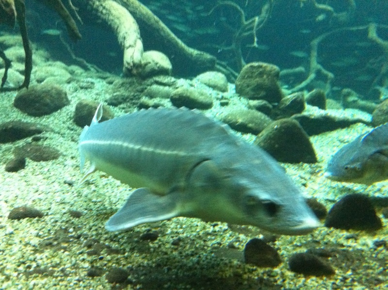 L'aquarium de Bâle Img_0313