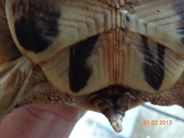 espèces de mes tortues hermannii ou boettegerii,aidez moi Dsc00029