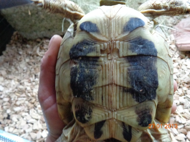 espèces de mes tortues hermannii ou boettegerii,aidez moi Plastr10