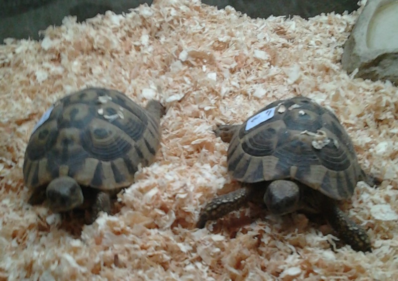 espèces de mes tortues hermannii ou boettegerii,aidez moi Tortue10