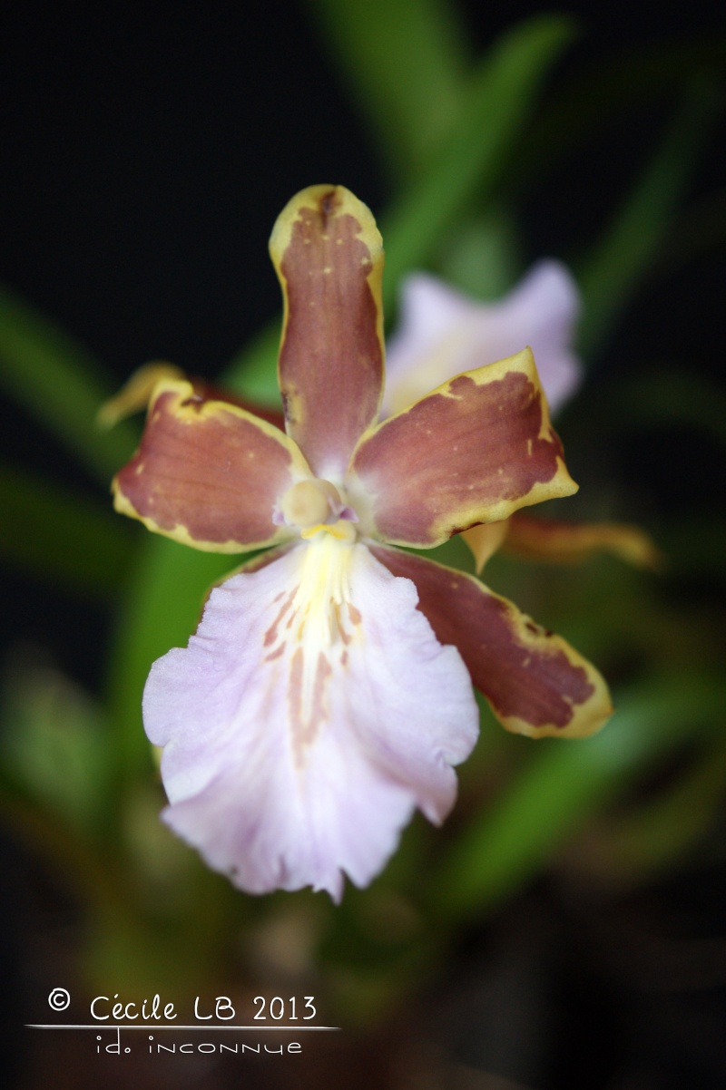 Miltonia hybride Dsc09610