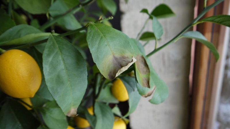 Citronnier : taches marron et feuilles qui tombent Citron12