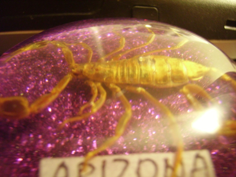 Souvenir Scorpion encased in glass from Arizona Pict0315