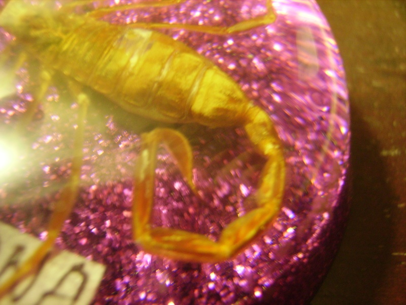 Souvenir Scorpion encased in glass from Arizona Pict0318