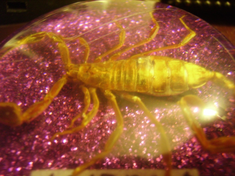 Souvenir Scorpion encased in glass from Arizona Pict0319