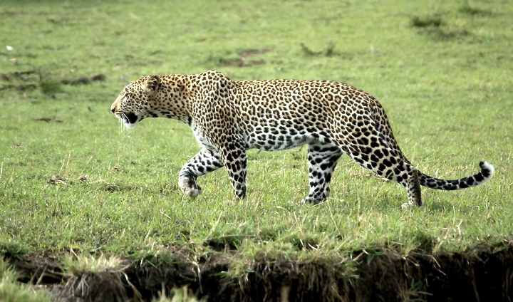 Kenya 2012 Lep2_212