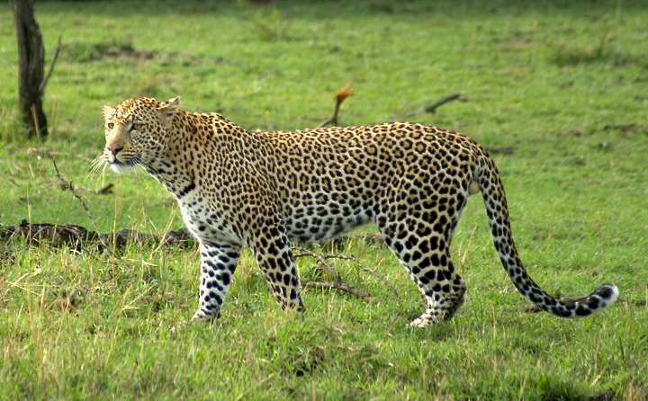 Kenya 2012 Lep4_211