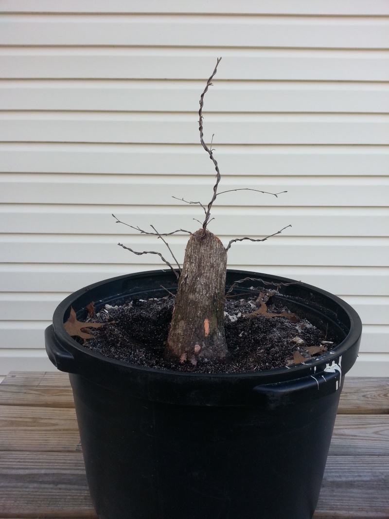 Hop Hornbeam Beginning Camera19