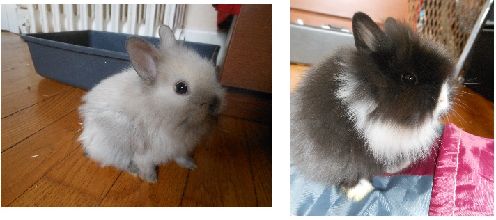 [Adoptés] Deux bébés lapins à adopter sur Dijon Babas_11