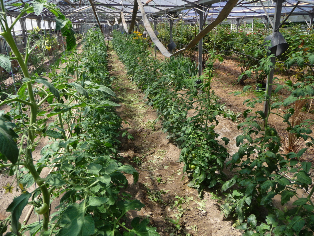 Culture de tomates 2018 P1120610