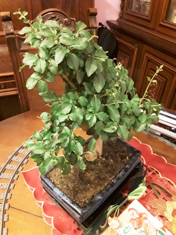 Nuovo bonsai: LIgustrum Sinensis 20191211