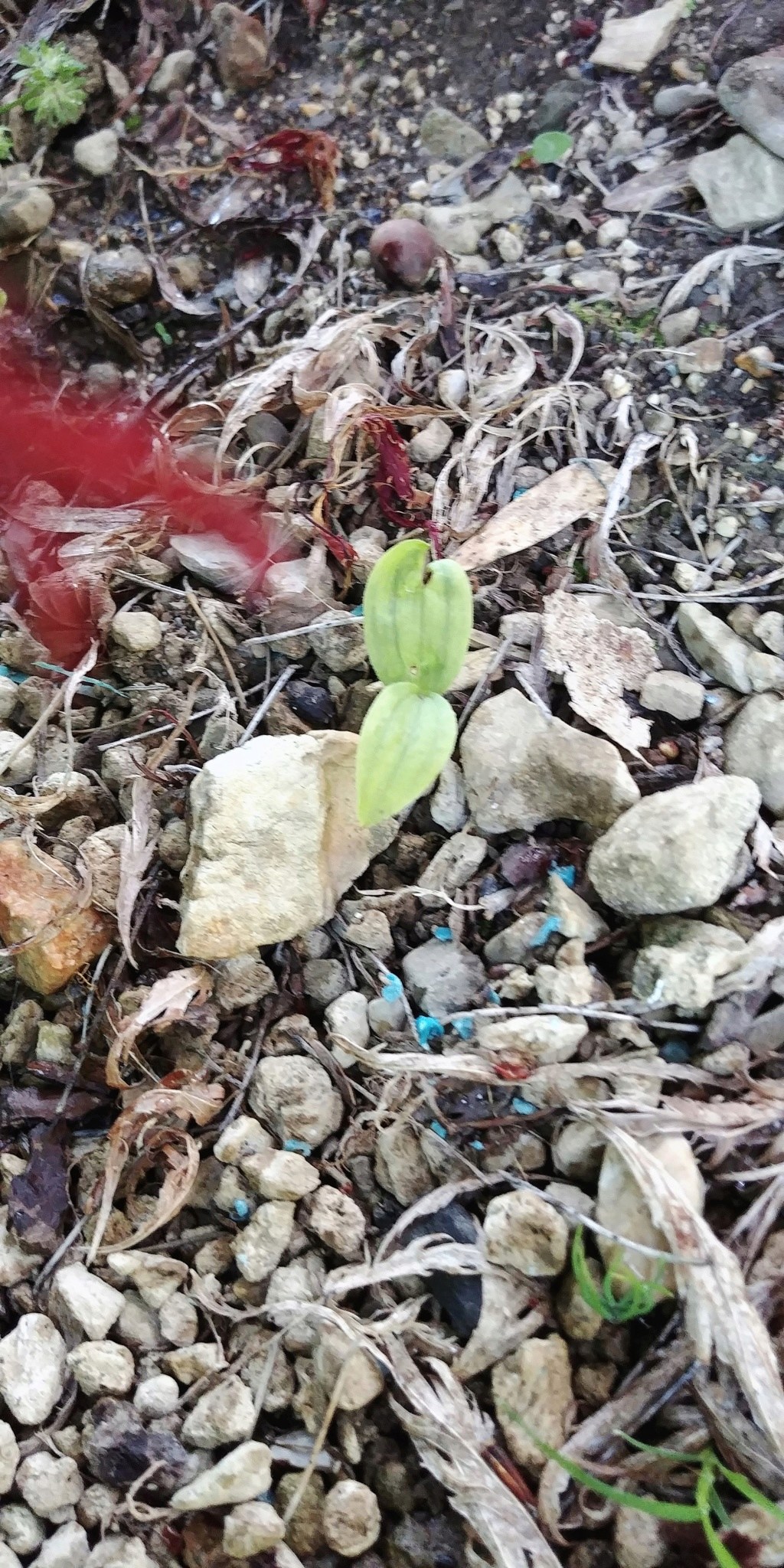 Cypripedium calceolus 20190514