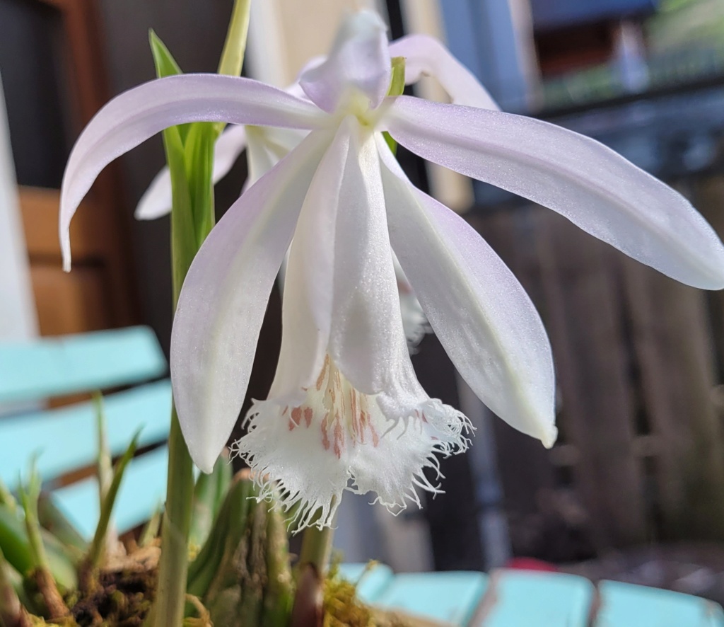 Pleione formosana "Light" 20230413