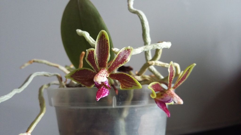 Phalaenopsis Lea Mini (Phalaenopsis honghenensis x finleyi 20180610