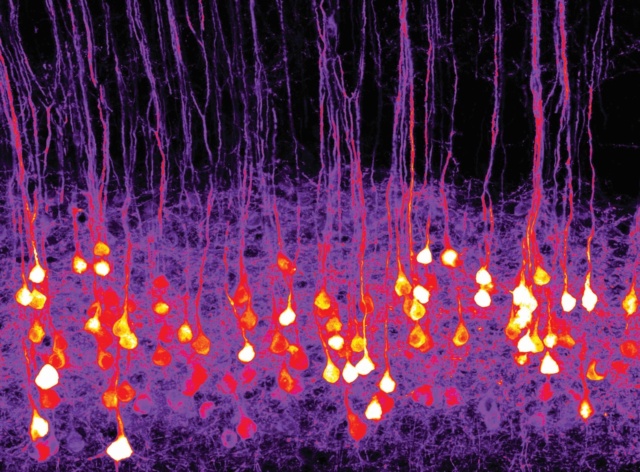 L’Iit “parla” con il cervello e svela il codice per l’olfatto Neuron10