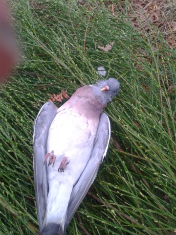 Pigeon des villes descendant du pigeon biset 2013-012