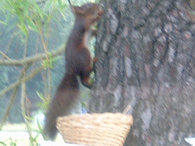 Ecureuil à La Teste; il vient se restaurer Dscf0012