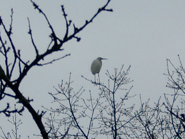 Aigrette commune Dscf0112