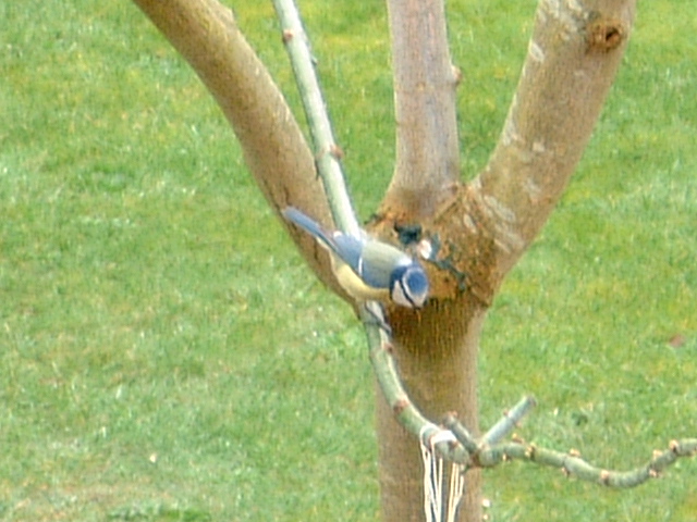 Mésanges bleues (Parus caeruleus) Printe10