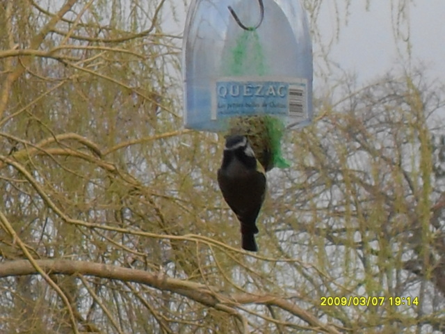 Mésanges Charbonnières (Parus major) Sdc10711