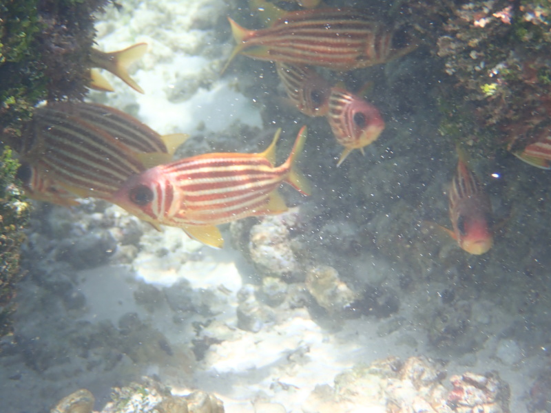 Nature terrestre et sous-Marine aux Seychelles  328bb610